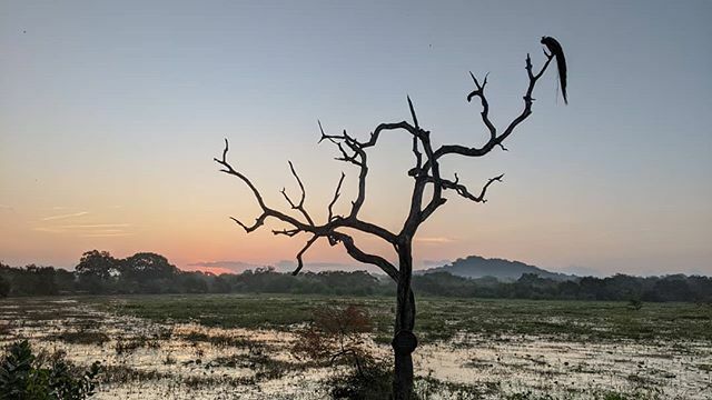 MayuSays's tweet photo. Sunrise in Yala. 🌞
#SriLanka #Yala #wildlife #paradise https://t.co/WxFWIWEEvF https://t.co/aZFacBuMpL