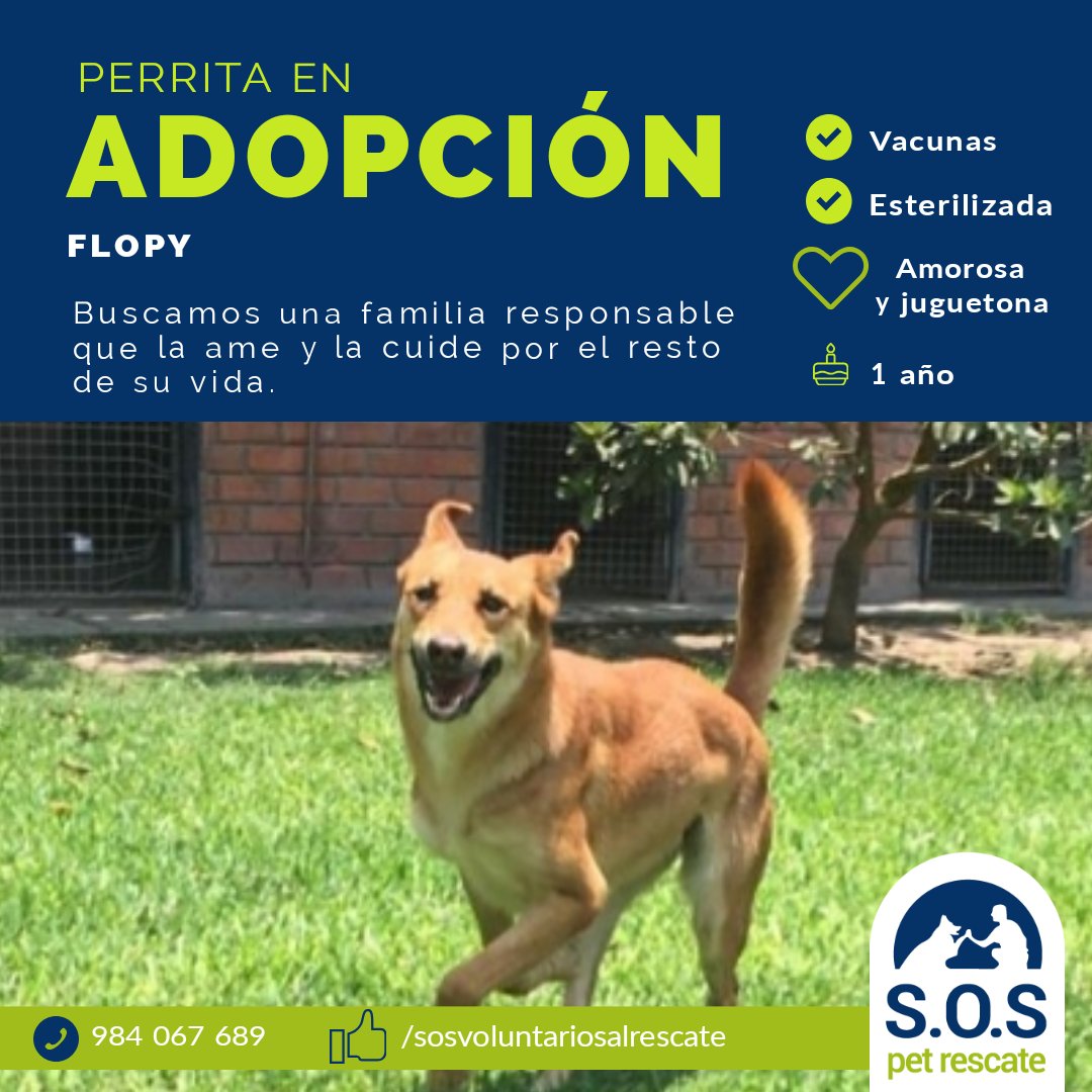incondic_peru's tweet image. #ADOPCIÓN RESPONSABLE!💕
#Flopy necesita un hogar donde la amen y sea considerada parte de la familia. No permitan que regrese a la calle, esta sana y merece una oportunidad. 
Los interesados en adoptarla envíen un mensaje.
#AdoprarSalvaVidas 🏠💕🐕