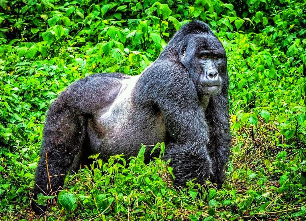 GorillaToursLtd's tweet photo. Gorillas are specialized #Knucle-walkers, not because they can carry their body weight upright intact they can walk bipedal when necessary. But this is one of the adaptations for stability and weight-bearing.
#Mountaingorillas #Gorillatours #Gorillasafari
https://t.co/z4TzLCCVeu https://t.co/BMAu11CDUg