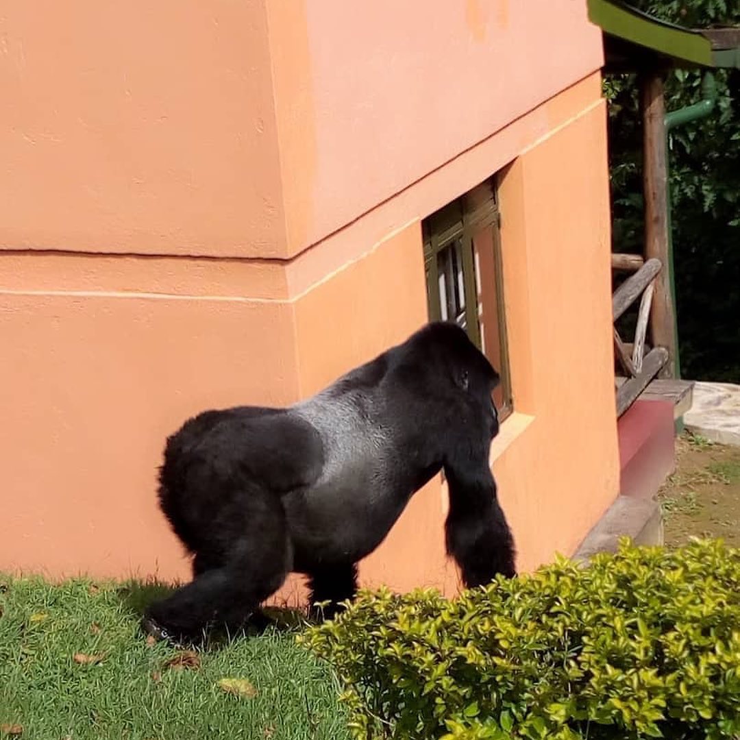 GorillaToursLtd's tweet photo. Gorillas are specialized #Knucle-walkers, not because they can carry their body weight upright intact they can walk bipedal when necessary. But this is one of the adaptations for stability and weight-bearing.
#Mountaingorillas #Gorillatours #Gorillasafari
https://t.co/z4TzLCCVeu https://t.co/BMAu11CDUg