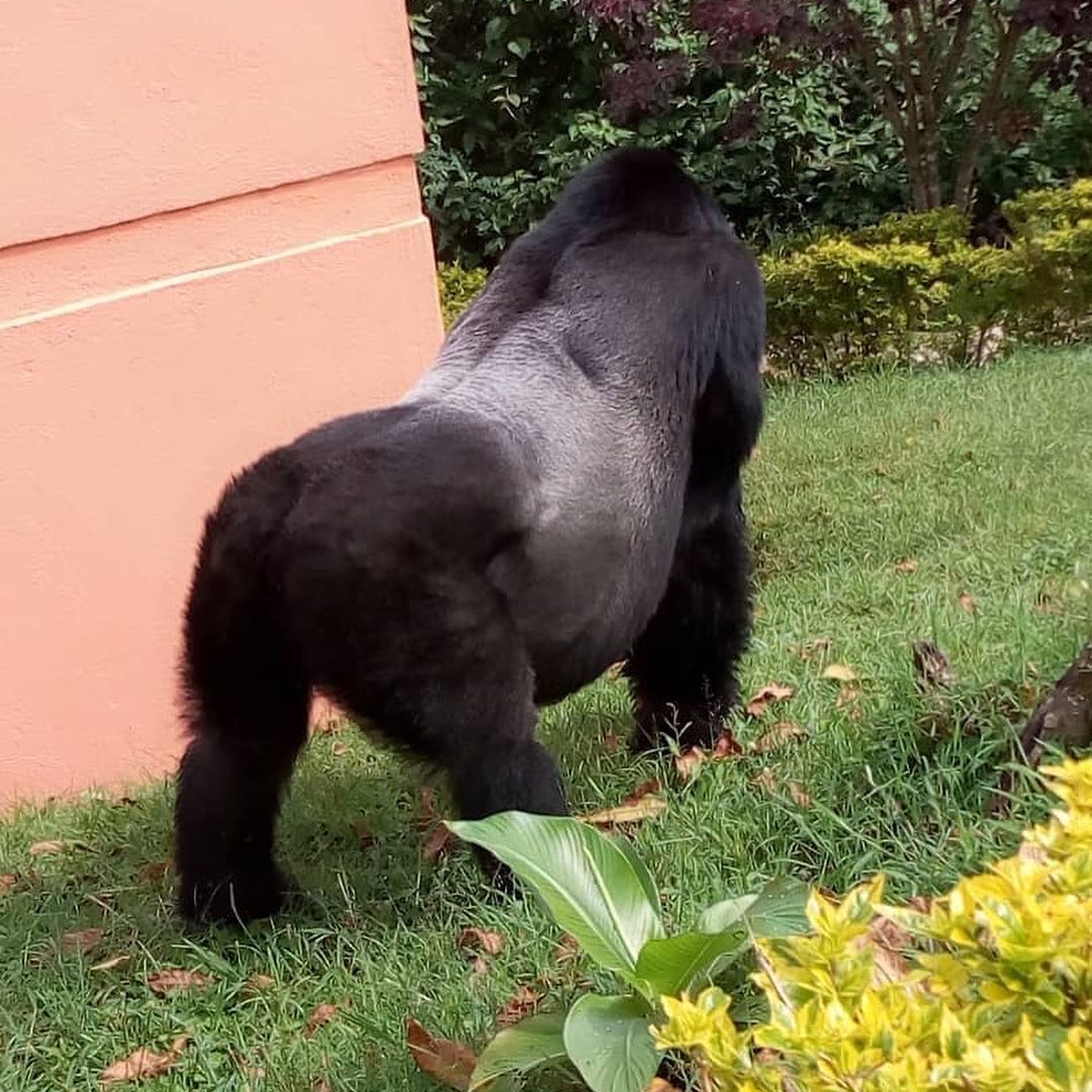 GorillaToursLtd's tweet photo. Gorillas are specialized #Knucle-walkers, not because they can carry their body weight upright intact they can walk bipedal when necessary. But this is one of the adaptations for stability and weight-bearing.
#Mountaingorillas #Gorillatours #Gorillasafari
https://t.co/z4TzLCCVeu https://t.co/BMAu11CDUg