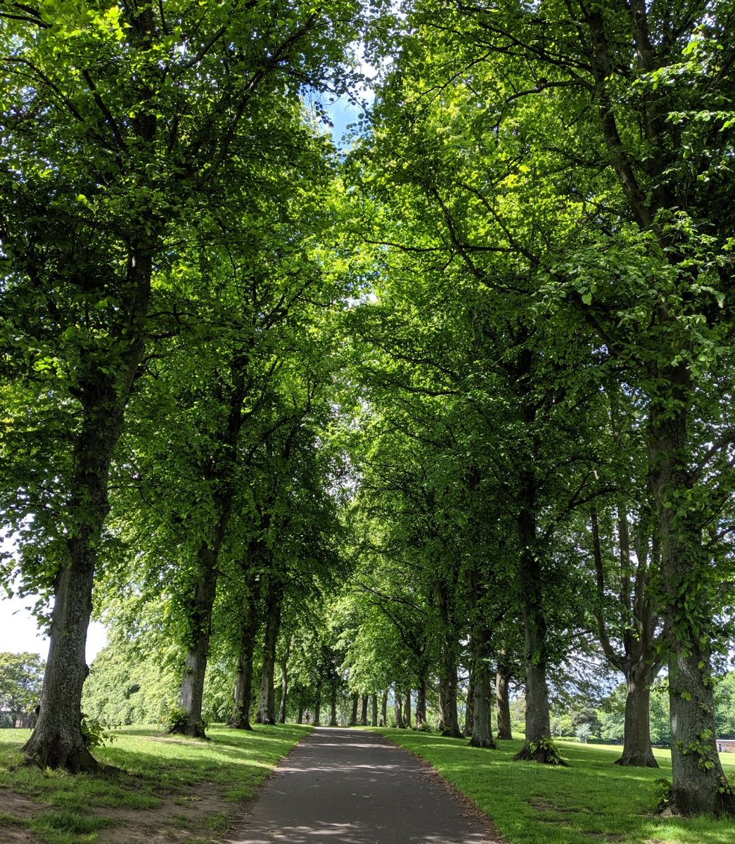 Inverleith Park, Edinburgh.(My photo). #trees  #Edinburgh  #travel  #Scotland