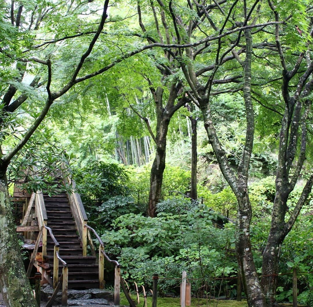 The gardens of Meigetsuin Zen Temple, Kamakura, Japan.(My photo).  #trees  #Japan  #kamakura  #travel