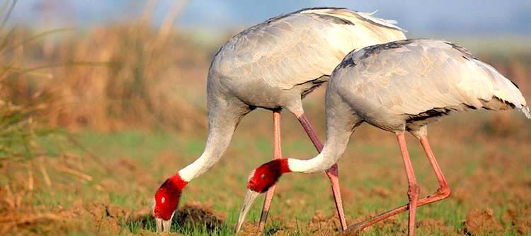 indiacarhire's tweet photo. #Keoladeo #National #Park is a vast #birdsanctuary and #former #royal game #reserve in the #north #Indian #state of #Rajasthan. South of the #ancient #city of #Bharatpur.

#NationalParkBharatpur #BirdSanctuaryBharatpur #WildlifeTours #WildlifeInRajasthan

https://t.co/3dsisJMlQy https://t.co/DqXNccHBkM