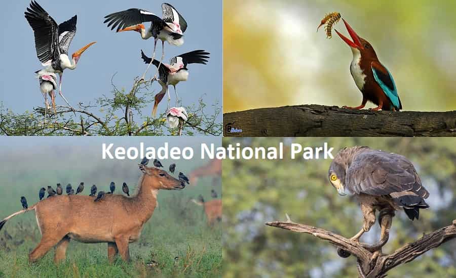 indiacarhire's tweet photo. #Keoladeo #National #Park is a vast #birdsanctuary and #former #royal game #reserve in the #north #Indian #state of #Rajasthan. South of the #ancient #city of #Bharatpur.

#NationalParkBharatpur #BirdSanctuaryBharatpur #WildlifeTours #WildlifeInRajasthan

https://t.co/3dsisJMlQy https://t.co/DqXNccHBkM