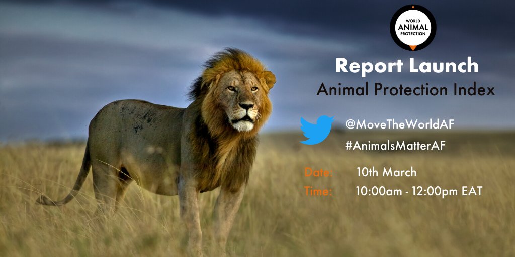 MoveTheWorldAF's tweet photo. What is your country doing to protect animals? Find out with the Animal Protection Index tomorrow 10th March, 10:00am - 12:00pm EAT
 
We assessed 50 countries on their animal welfare laws and gave them all scores.  Stay tuned!
 
#AnimalsMatterAF https://t.co/UYf1uGbqJZ