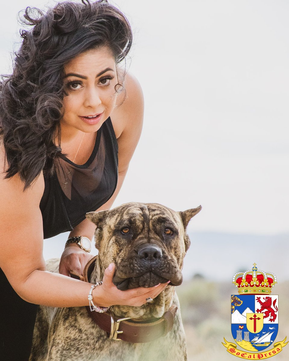 SocalPresa's tweet photo. My Valentine's Smile 😆
♡
Presa Canario by @SoCalPresa ♡
♡
♡
#happyvalentinesday #myvalentine #largedogsofinstagram #dogs #dogsofinstagram #puppy #bigdog #guarddogs #kangaldog #dogphotographer #presacanario #canecorso #dogocanario #puppies #italianmastiff #boerboel https://t.co/SjvDsW1sEF