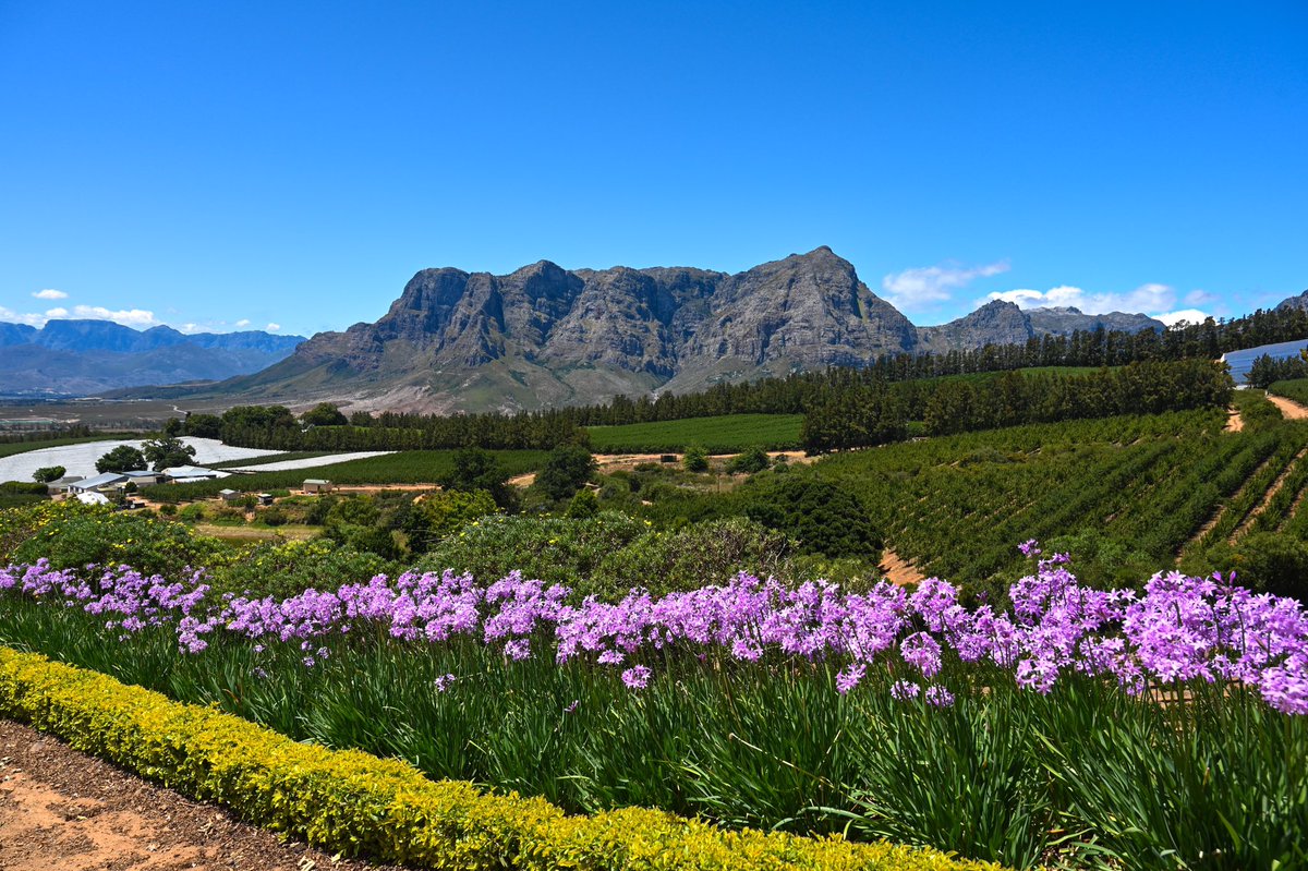 CorneliaSchmid's tweet photo. My South Africa Part V
#Stellenbosch #SouthAfrica https://t.co/pGSCgGsLFO