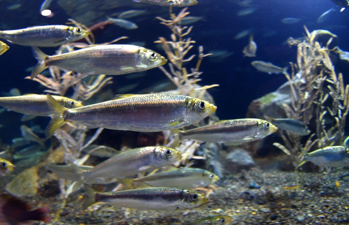 おたる水族館 No Twitter 北海道の春を代表する魚 ニシン は 別名 春告魚 はるつげうお ともよばれています おたる水族館 No Twitter 北海道の春を代表する魚 ニシン は 別名 春告魚 はるつげうお ともよばれています