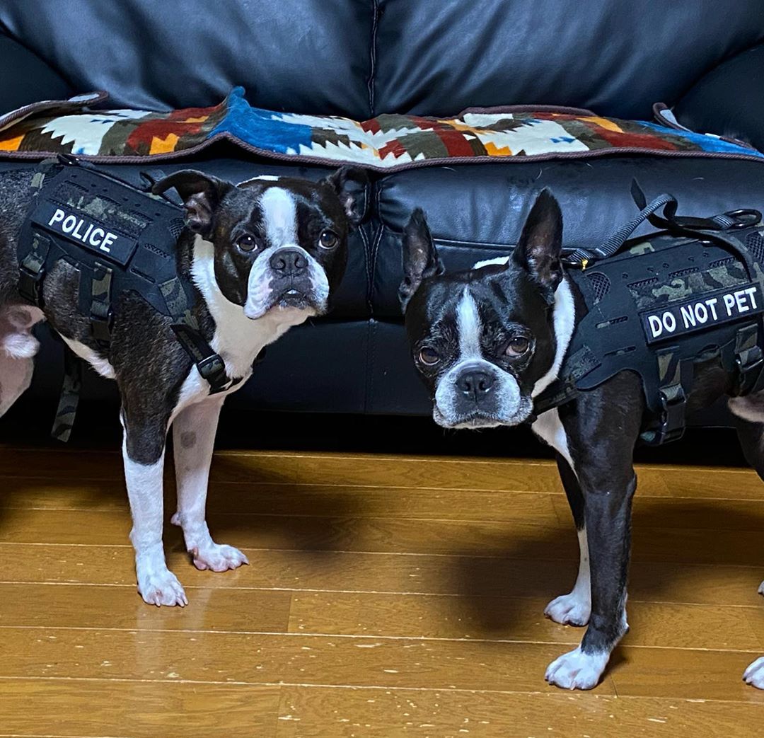 kiloninerpets's tweet photo. I will patrol every day for the safety of everyone๐
.
#mlitary#singaporedogs#sgdoglove#doggieupdates#woofnation #dogsofinstasg #dog #dogsofinstagram #dog_features #singaporespecials #singaporespecialsofinstagram#instadogs#sausagedogcentralsausagedog#rescued #puppy https://t.co/4rECYhPOwP