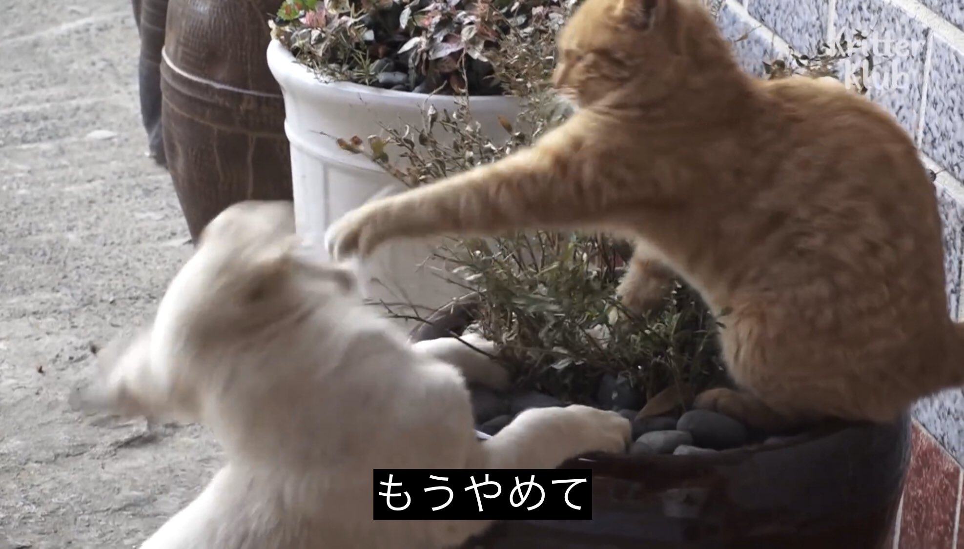 どうぶつ動画字幕bot على X: 