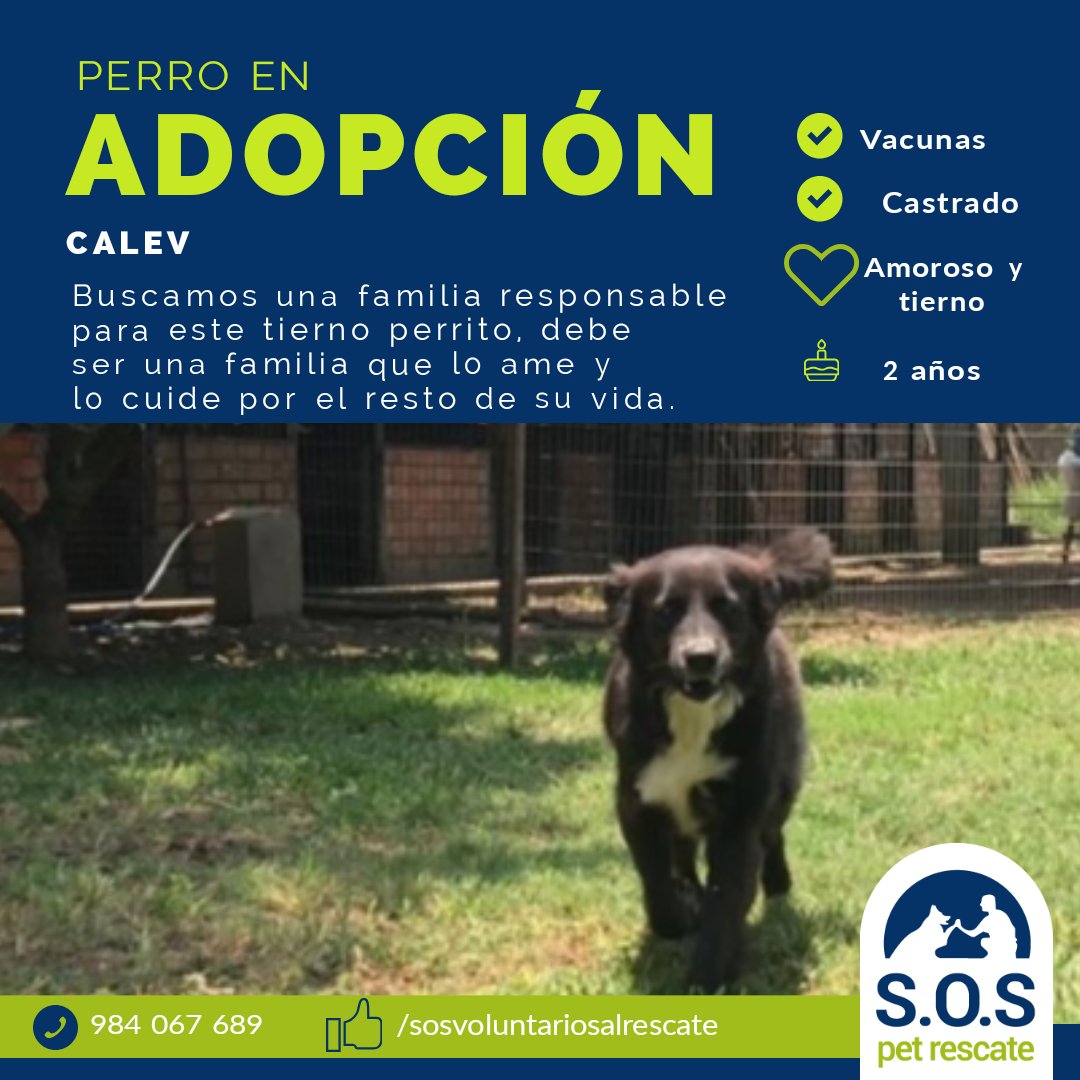 incondic_peru's tweet photo. #ADOPCIÓN RESPONSABLE!💕
#Calev necesita por fin un hogar donde lo amen y sea considerado parte de la familia. No permitan que regrese a la calle, es amoroso y muy tierno.
Los interesados en adoptar a este bello perrito envíen un mensaje.
#AdoprarSalvaVidas 🏠💕🐕 https://t.co/S5p1ixbiaO