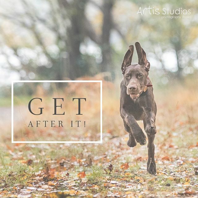 artisstudios's tweet photo. It's Monday and anything could happen, just get after it! #petphotographyberkshire https://t.co/ARNUV5m7Go https://t.co/E35OEoeVL5