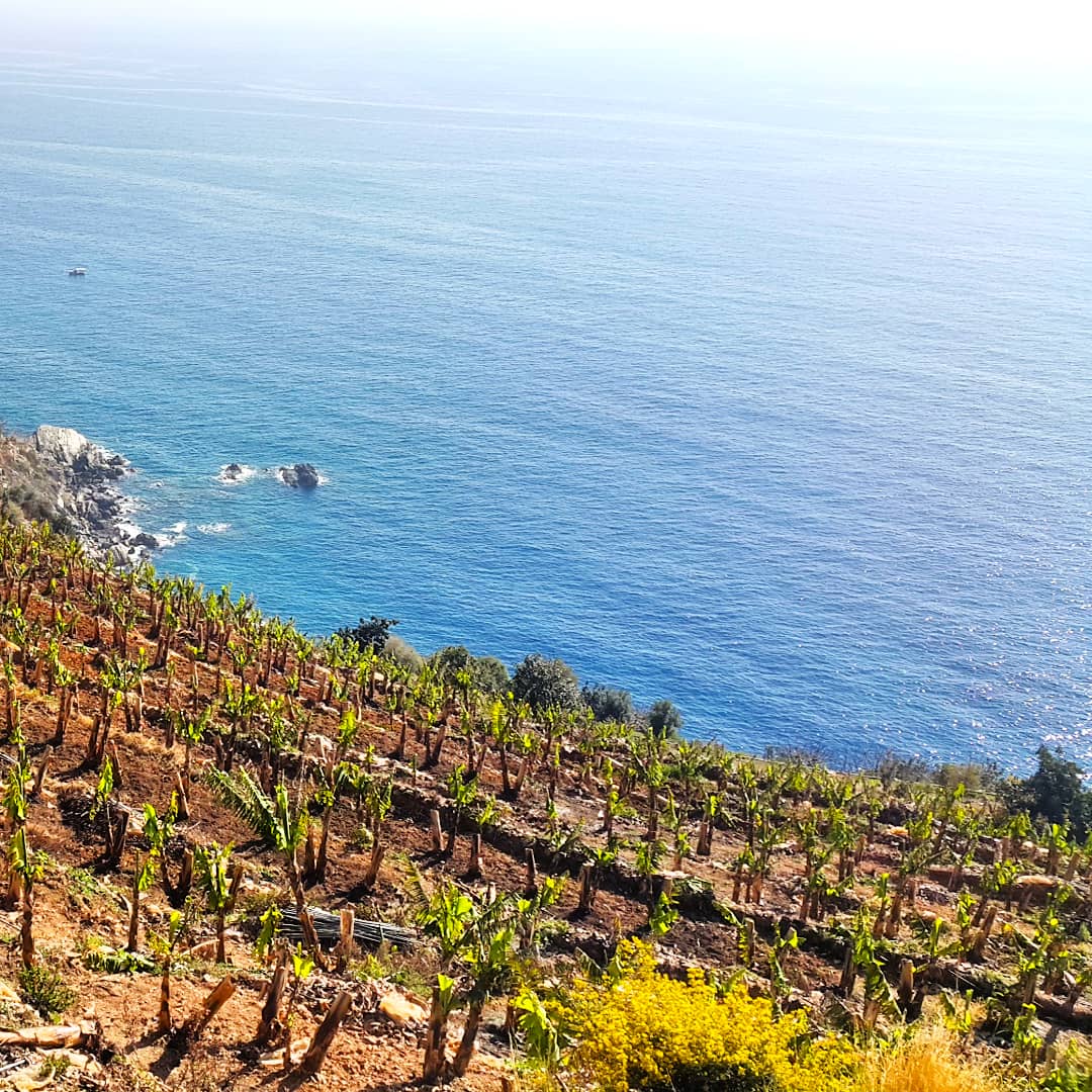 🍌🍌🍌muz

#drtropic #meyve #yemek #lezzet #fruit #vegan #deniz #manzara #scenery #antalya #antalyaturkey #turkey #turkish #scenery #photography #photooftheday #sea #photo #gurme #banana