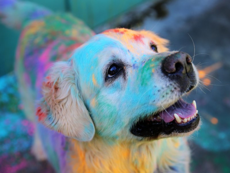 Kritika76263279's tweet photo. Holi Is Not For Animals..
•Keep animals indoors during Holi.
•Teach children not to throw the powder or water balloons at animals.
•Create awareness in your area.
•Watch out for community dogs 
•Use shampoo to remove coloured powder from animals’ hair and fur.
#Holi https://t.co/RJgzKmHTl7