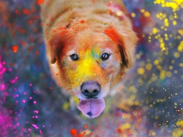 Kritika76263279's tweet photo. Holi Is Not For Animals..
•Keep animals indoors during Holi.
•Teach children not to throw the powder or water balloons at animals.
•Create awareness in your area.
•Watch out for community dogs 
•Use shampoo to remove coloured powder from animals’ hair and fur.
#Holi https://t.co/RJgzKmHTl7