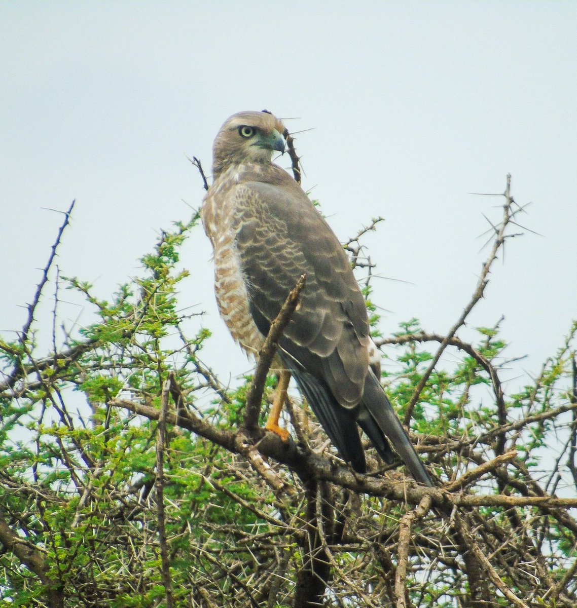 Juvenile eastern chanting goshawk.
#birding #birdphotography #birdwatching #birdlovers #raptor #nature #wildlifephotography #amboselinationalpark #kenya #tembeakenya #magicalkenya.