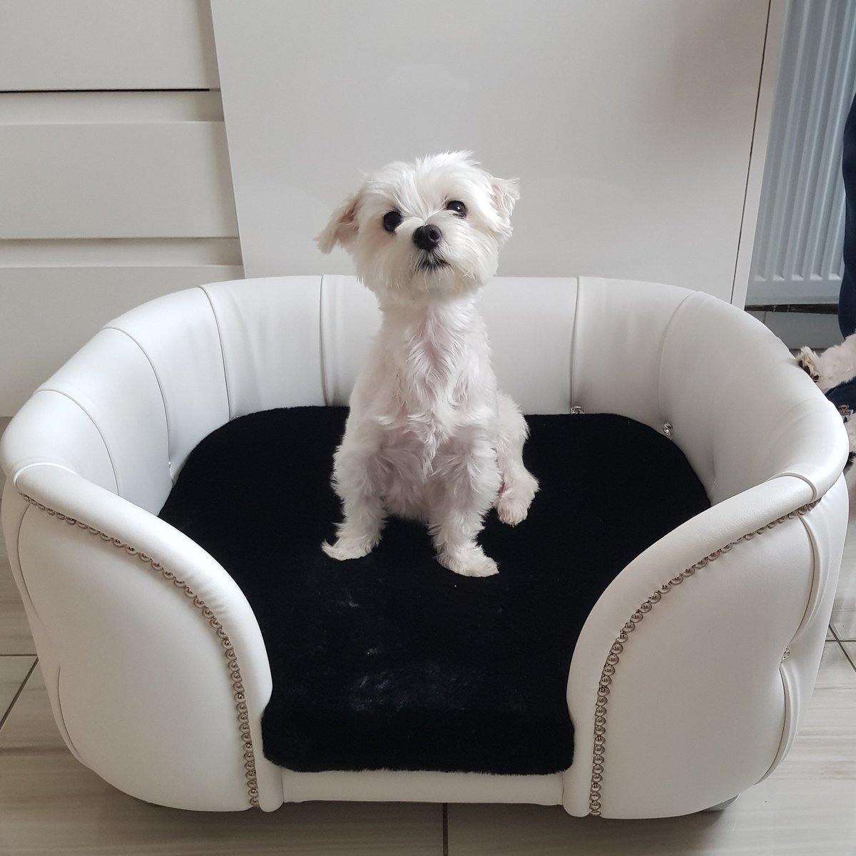 Who likes my new Italian bed
#puppies #puppystagram #puppiesofig #puppiesforsale #puppylove #puppiesforall #maltese_uk #puppypower #puppypalace #puppydog #puppys #maltesepuppy #maltesepuppies #puppysofinstagram #puppiesofinsta #puppyoftheday #cutepuppy #instapuppy