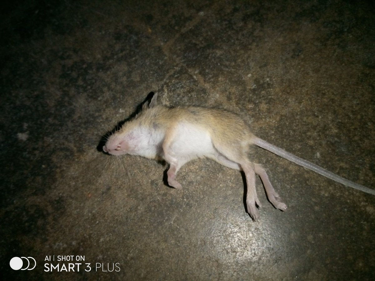 Kekarrot69's tweet image. Rate my Photography 🙌🏾🖤

#photograghy #Smart3plus