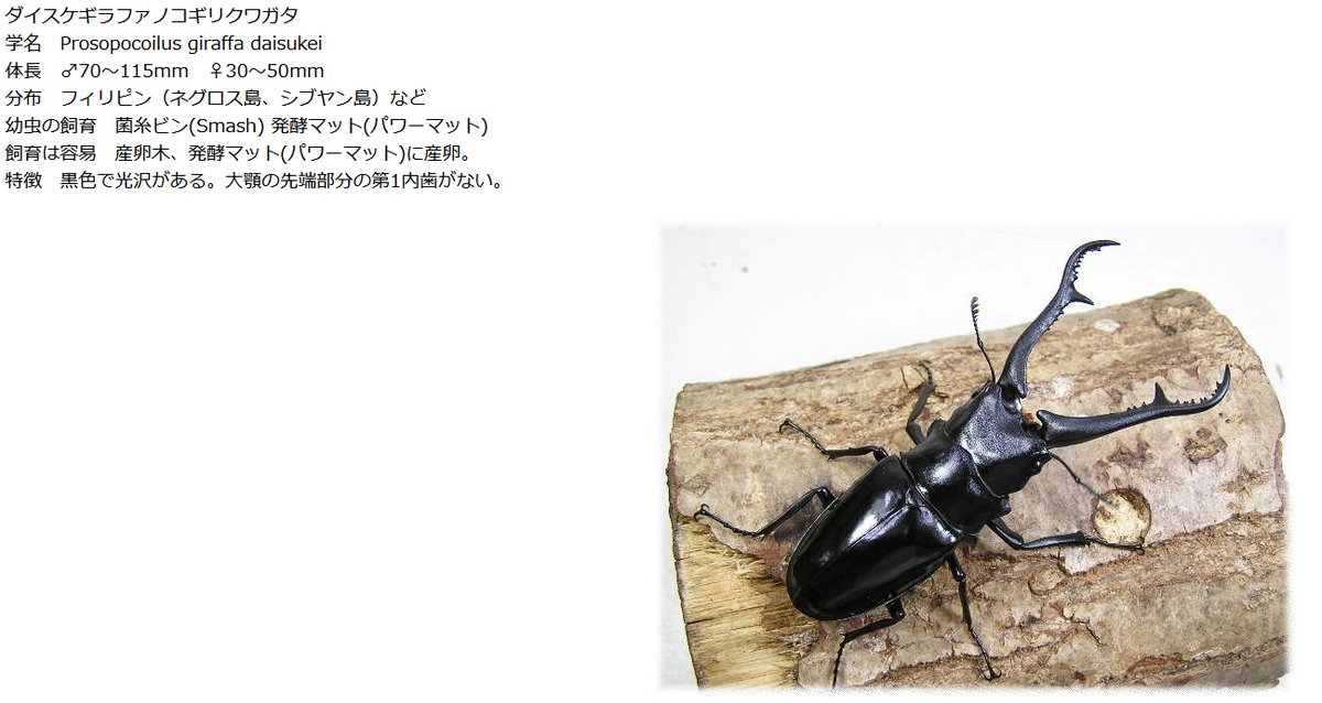 クロブチヌママ tweet media