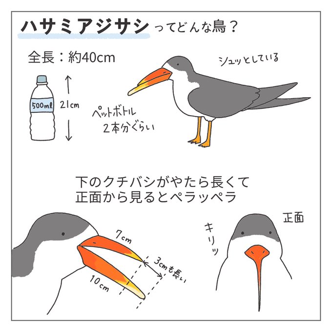 ダーウィンが来たのtwitter漫画作品 ダーウィンが来たのtwitter漫画作品