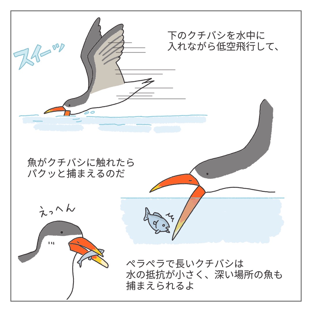 ハサミアジサシの特徴をイラストでまとめてみました。
最後の1枚は、鳥さんたちの暮らす環境が少しでもよくなれば、という思いを込めて載せました。

来週はシジュウカラだそうでそれもまた楽しみです。

#ダーウィンが来た
#野鳥
#イラスト
#イラストレーターにできること 