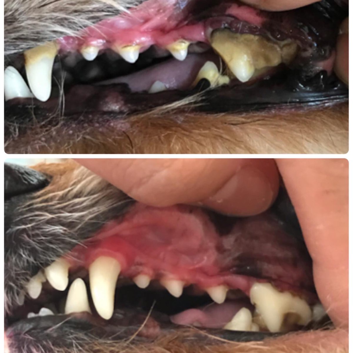 犬の歯石取り
