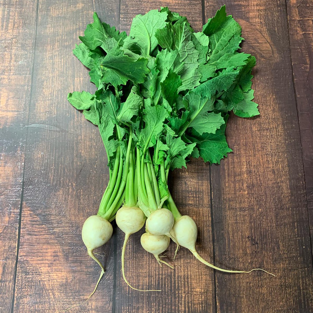 PremProduce1's tweet photo. Resembling a radish, Tokyo Turnips are tender, with a mild spice. Further, like a radish, but unlike other turnips, they are great eaten raw! If you do choose to cook them, prepare for a sweeter, buttery bite. #eatpremier #uniqueproduce #tokyoturnips https://t.co/YynKYagcYE