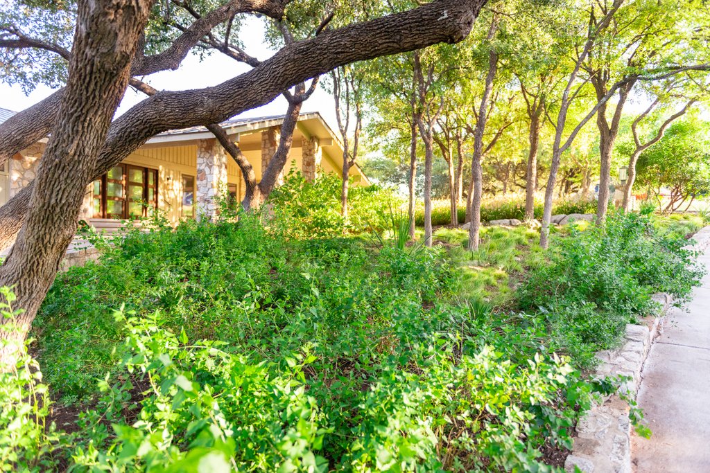 eden_garden's tweet photo. Daily Dose of Landscape/Garden Inspiration from Eden Garden Design Projects
A more native front yard that's thriving
#austinlandscape #nativeplants #architecture #gardendesign #outdoorliving #landscapearchitecture #outdoordesign #austingardens #gardenlove #horseshoebay https://t.co/IvhzzlJE5h