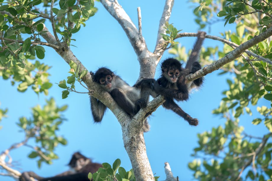 icoutreach's tweet photo. Wishing everyone a happy #britishscienceweek. There are lots of fun and useful resources to help celebrate on the website here - https://t.co/WQNFMjbX97. Be sure to check out the cute Spider Monkey challenge 🐒🧬 https://t.co/ve4t5RPFOv