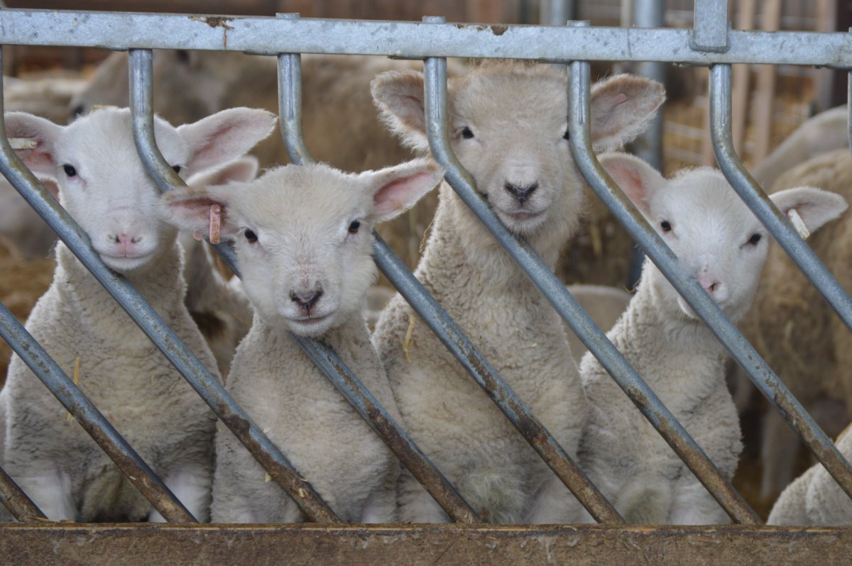Ontario Sheep tweet media