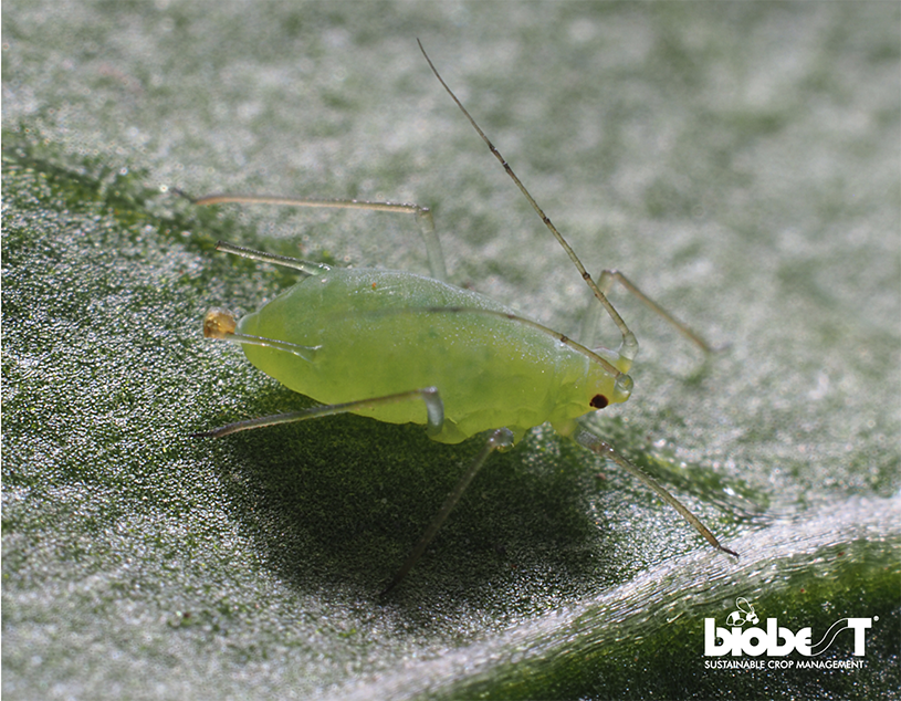 Biobest North America tweet media