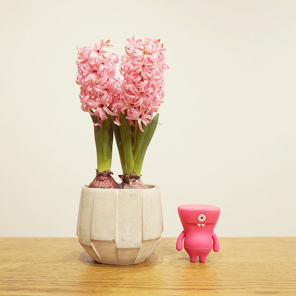 G_E_N_Y_A_'s tweet photo. 今年はマゼンタカラーからいい香りが💫
#uglydoll #wedgehead #hyacinth https://t.co/hqbYOMG0An