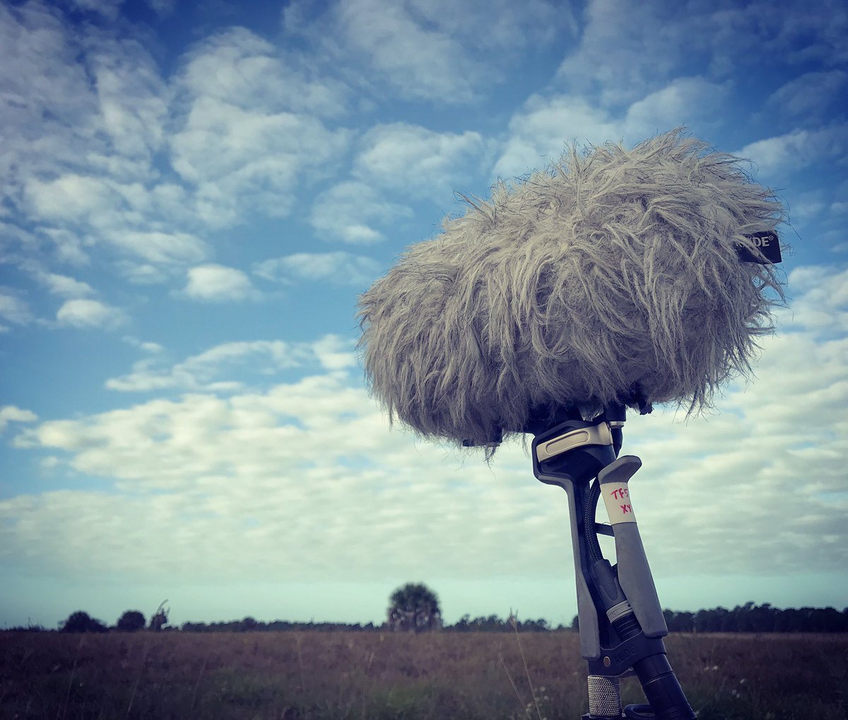 watsonwu's tweet photo. Morning ambience recordings using RØDE TF-5 mics inside Mini-Me RØDE Blimp 😎🔊👍🏻
#tonyfaulkner #soundengineer #rodetf5 #rodemic #rodemicrophones #zoomf6 #mogami #neutrik #soundeffects #sounddesign #microphone #minimerodeblimp #fieldrecording #traveler https://t.co/sMdo9vTdPS