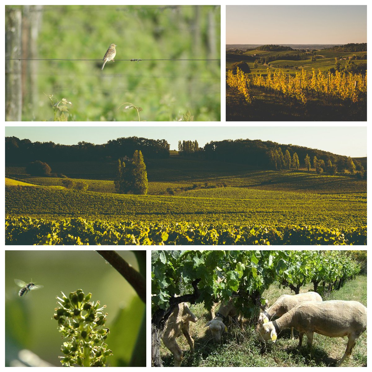 Vins Bergerac-Duras tweet media