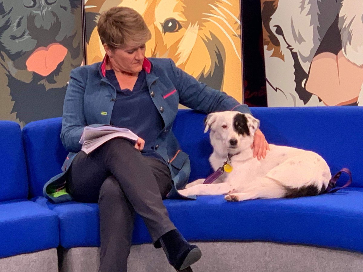 Fab Crufts now need to find Waffle