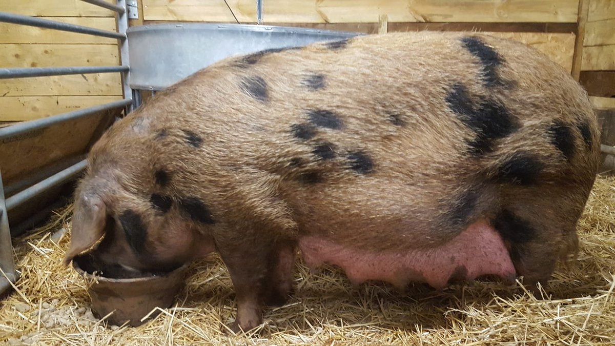 OxfordPig's tweet photo. #OSBPG beautiful start to the week our supporter Anita Withers and her #OSBPig #Sow Penny farrowed to 15 #OSBPiglets  See the video as they all line up for feed.  #RareBreed #TraditionalBreed #Pedigree #HealthyPigs #HappyPigs @WheatleyPkFarm    https://t.co/IJWzjT7JoW https://t.co/PceFRIa9sp