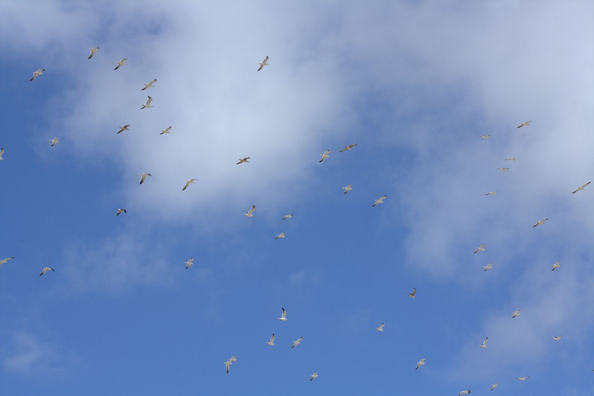 First week of migration monitoring at Pointe de Grave (France, Gironde) with adverse weather conditions for observation but not necessarily for migration: more than 7000 Black-headed gulls, 350 Spoonbills and 350 Black-tailed Godwit.
All results trektellen.nl/site/totals/23…