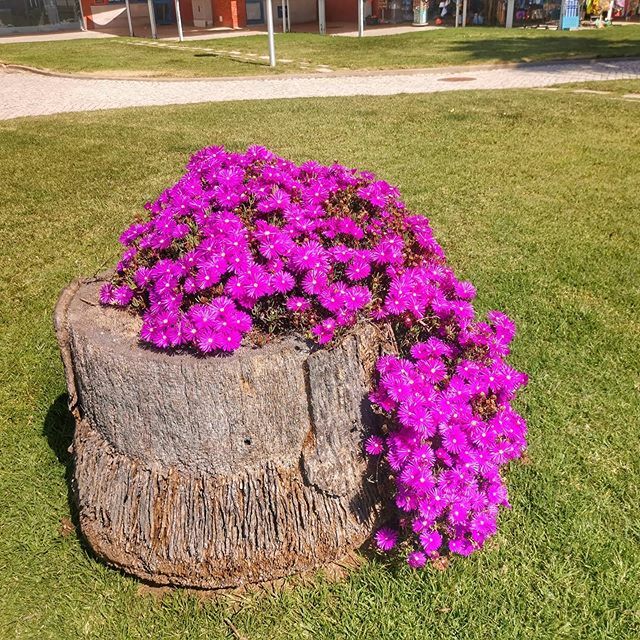 TupanTours's tweet photo. Primavera chegando em Portugal 🇵🇹
By Tupan Tours https://t.co/TaWhoq8hs0 https://t.co/qdvt8pdkM3
