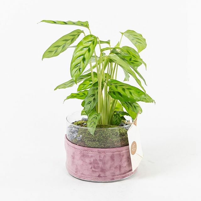 BNF ekibi, kadife detaylı cam saksıda Calathea bitkisi #Bahia ile hayatınızda hip ikonların eksik olmadığı bir hafta diler. #BloomAndFresh 💐 ift.tt/39MJhZy