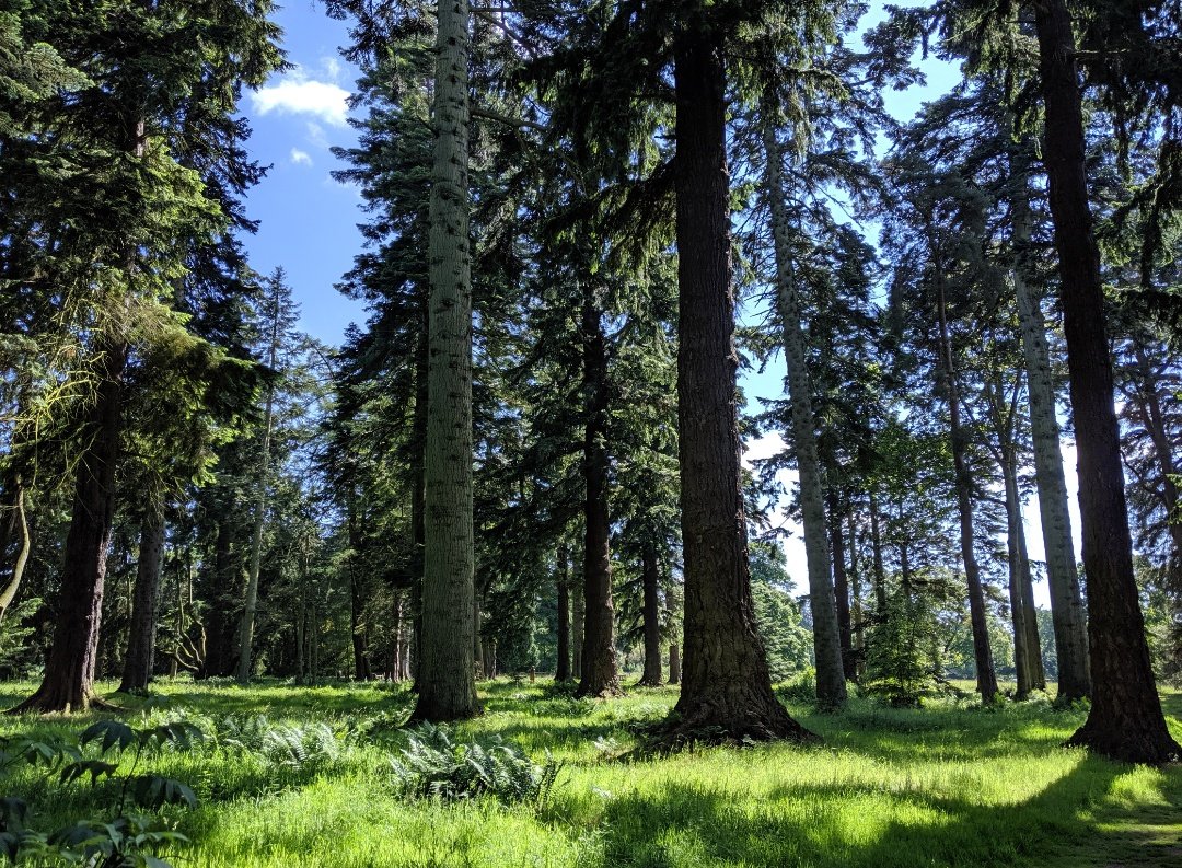 Tolymore Forest Park, Newcastle, Northern Ireland.(My photo). #trees  #travel  #treelove