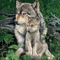 U10425696's tweet photo. Help save the wolves before they are made extinct  https://t.co/Hw23v2QTw2 Generate awareness about how wolves are in danger not just ones that can defend themselves but helpless Pups too 
#wolf #wolves #hunting #chairty #danger #risk https://t.co/yzkB1nJuGh