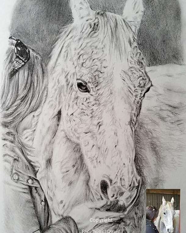 DHpaintings's tweet photo. One of our pawtraits 🐾 #artist #artwork #artistsoninstagram#portraits #horse #horsesofinstagram #horses #horsedrawing #drawing #original #originalartwork #pets https://t.co/RfJCFBGMqt https://t.co/v9mPALmJk2