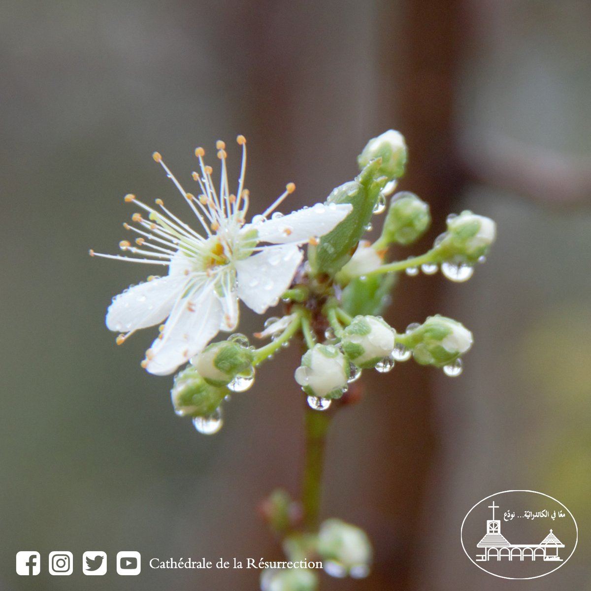 ResCathedral's tweet photo. On Mondays, nature and flowers

Wishing you a great week ahead

#nature #landscape #flowers #resurrectioncathedral https://t.co/AwTenHuZrj
