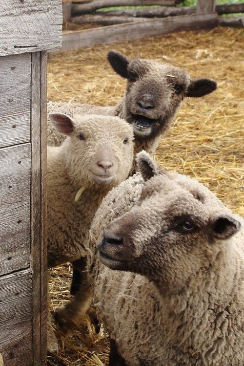 Allo Mouton 🐑 tweet media