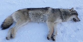 U10425696's tweet photo. Help save the wolves it gets harder to help and a lot more difficult to find them to safely move them to a safe sanctuary to protect them from poachers If you help now its much sooner we can get to them and help them we can only do so much on our own we need to work together https://t.co/ozrO2djcQ0