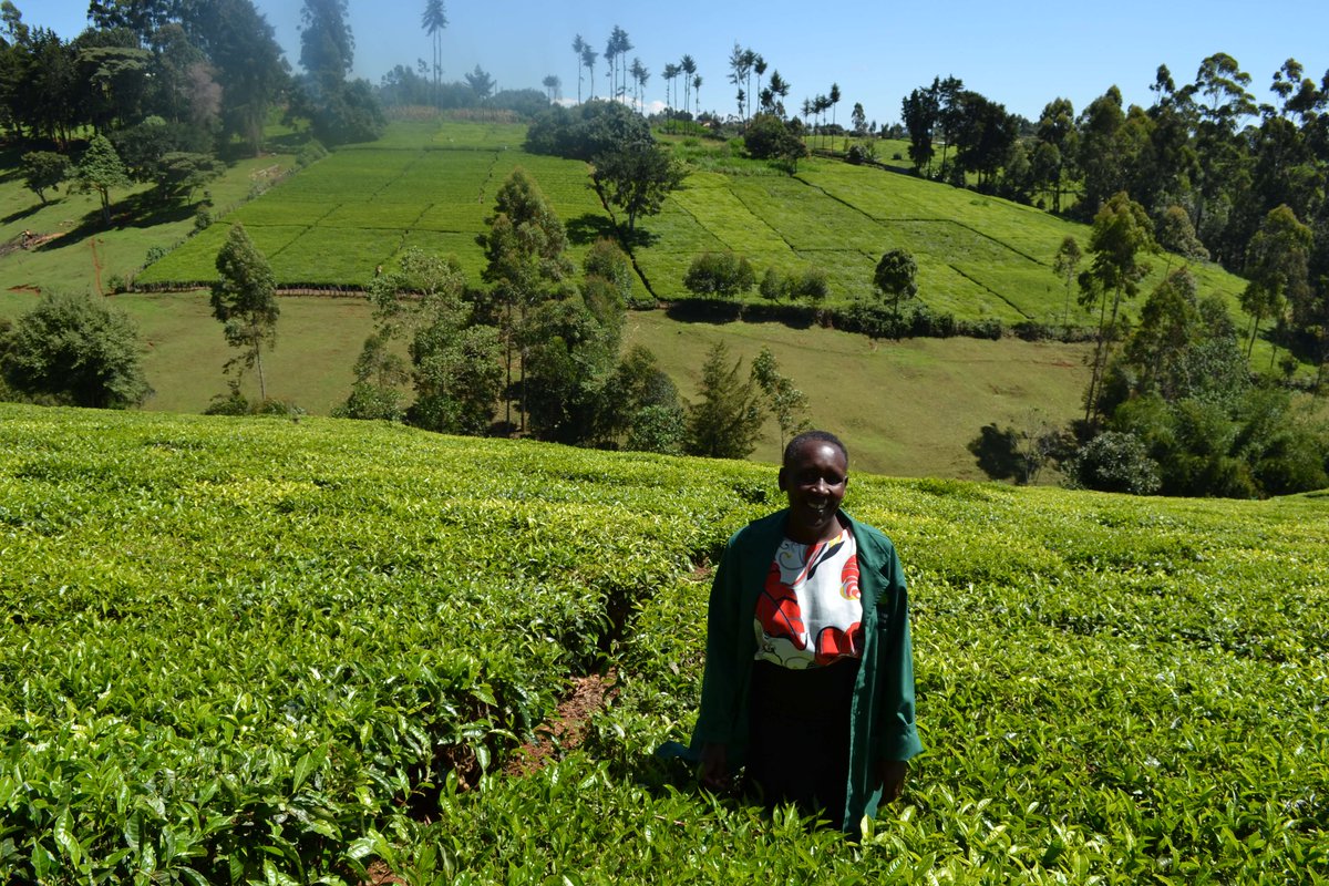 For over two years the <a href="/ResFoodSystems/">Resilient Food Systems</a> programme has been supporting #WomenFarmers just like Esther Wandia, a single mother of four who has quadrupled her income by growing and selling avocados. 

🌱 Read Esther's story: ow.ly/Dc4Y50yEE0l

 #GenerationEquality #IWD2020