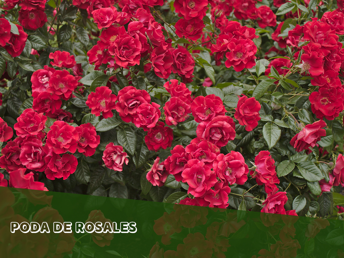 Los rosales son uno de los más plantados en el exterior.🌹 Es importante cuidarlos regularmente para conservarlos. Uno de los pasos que marcará la diferencia será la poda. Te dejamos algunos consejos.🙌
bit.ly/2HSTfwn

#MaquinariadeJardineria #Poda #Rosales #Artículo