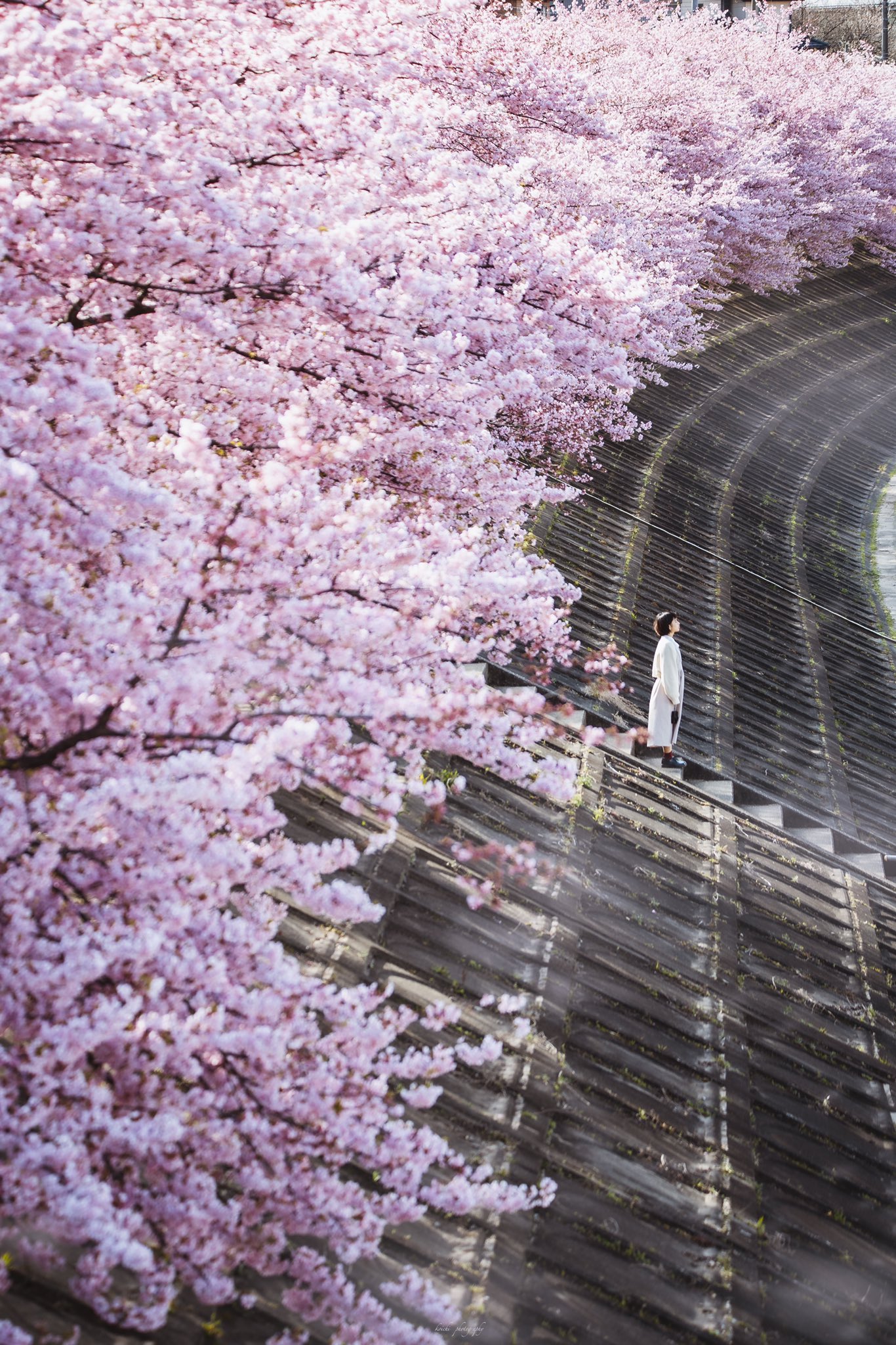 ◆桜❀◆ 華やかな夜桜】みなとみらい さくら通り ニコンZf【横浜