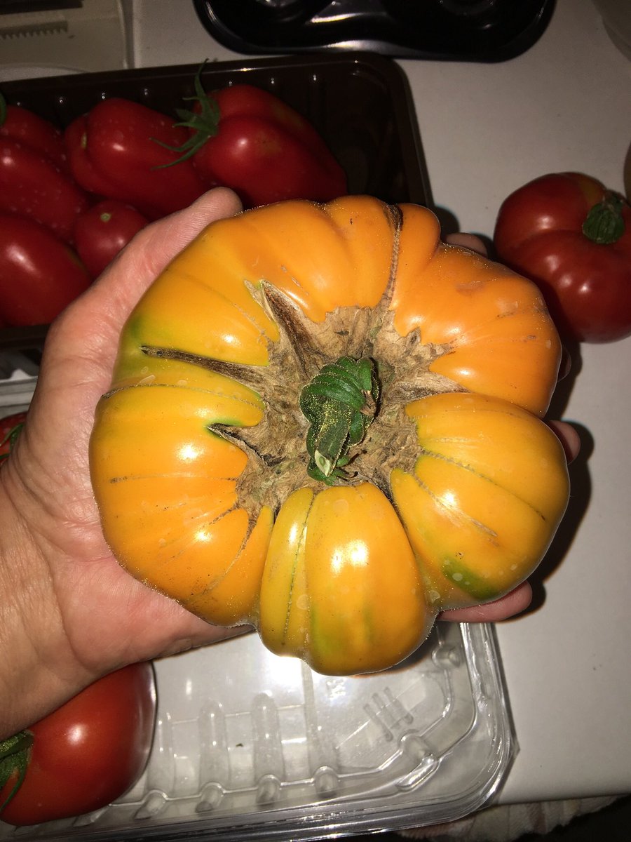 sarfsee's tweet image. #Azoychka #tomato is my absolute favourite.
It is variable in shape and size, very yellow and sometimes with a blush of red
Some pics here, the red ones are #PinkBrandywine